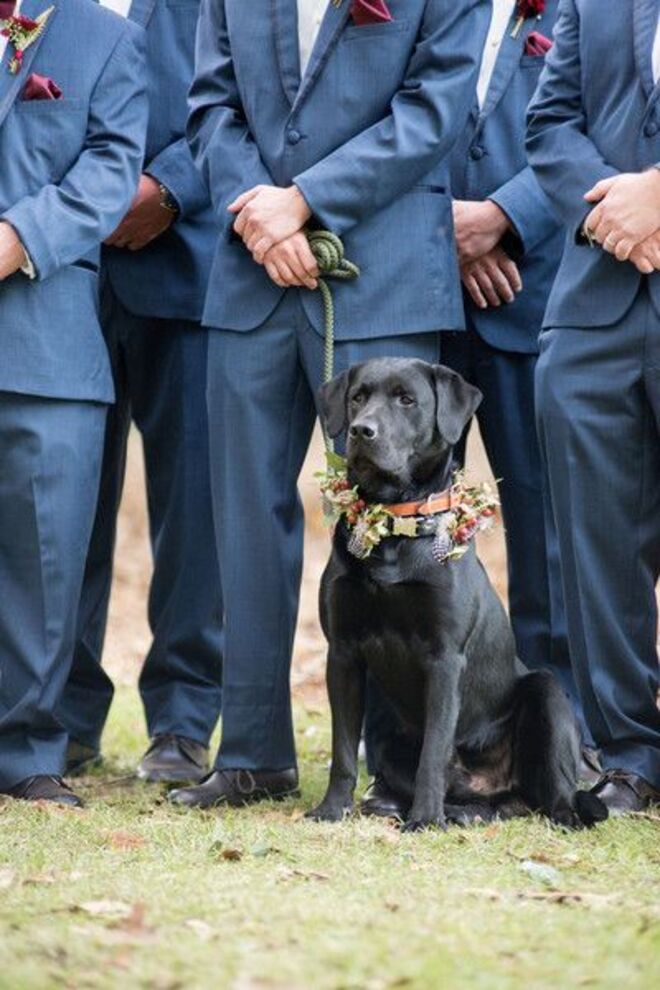 Animais de estimação no casamento