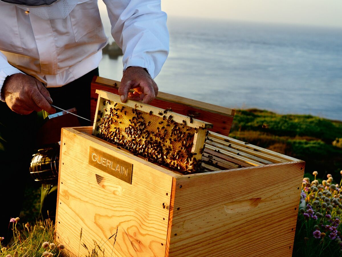 Mel e geleia real são os dois ingredientes-chave da gama antienvelhecimento da Guerlain