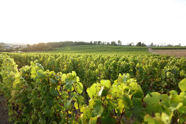 Quinta dos Carvalhais