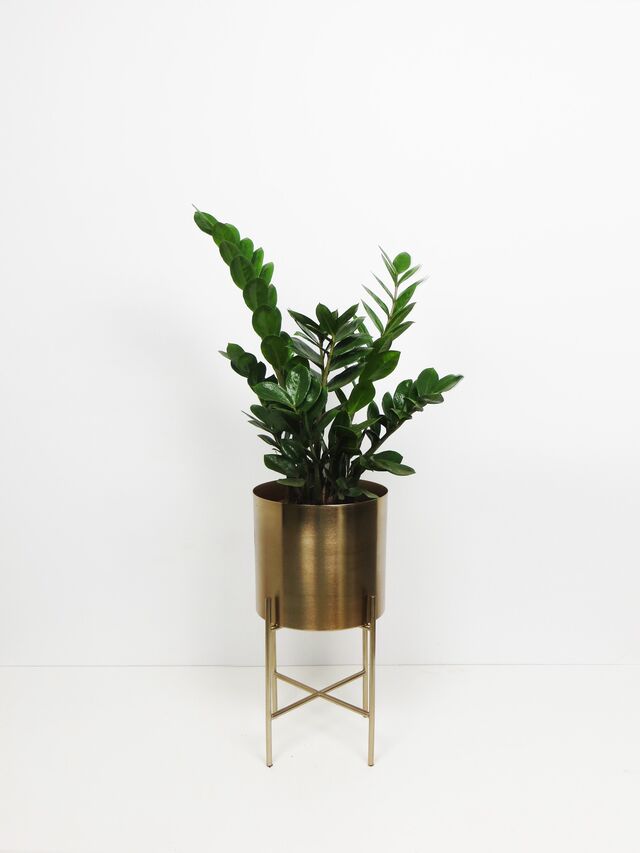 Planta-da-sorte (Zamioculcas zamiifolia), €22, à venda na Plantome