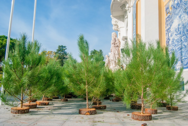 Aluguer de Pinheiro Bombeiro, €20 (€5 revertem a favor dos Bombeiros)