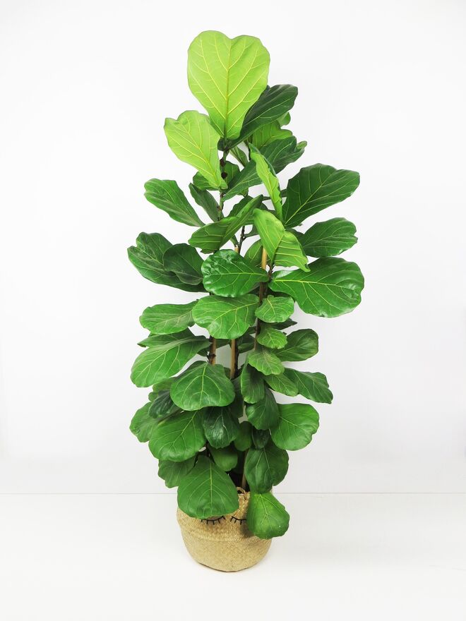 Planta Ficus lyrata, €85, na Plantome