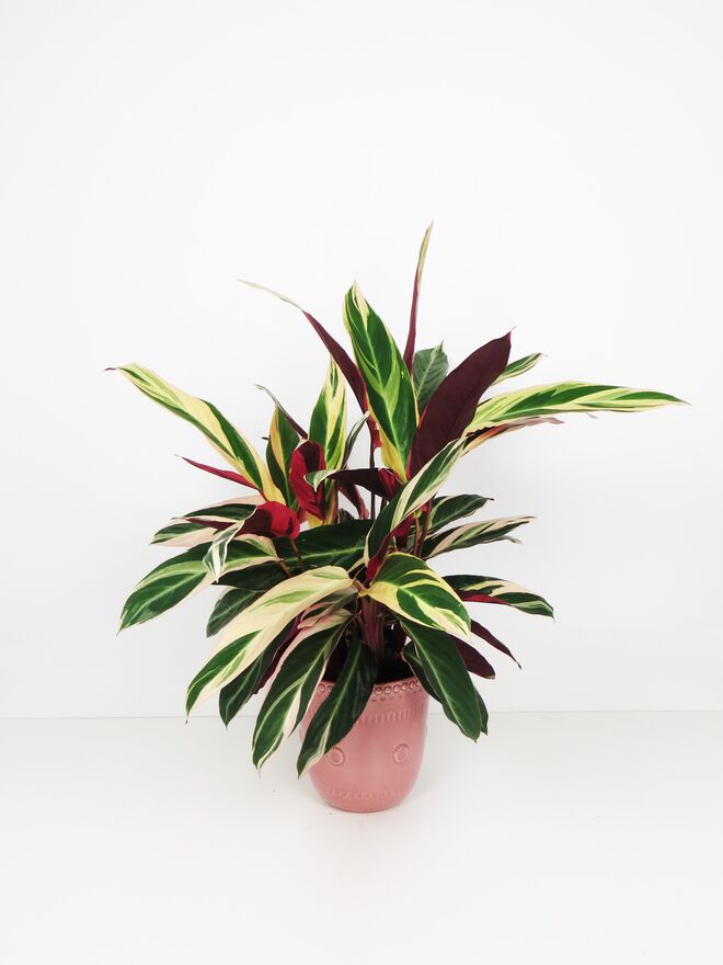 Planta Calathea triostar, €26, à venda na Plantome