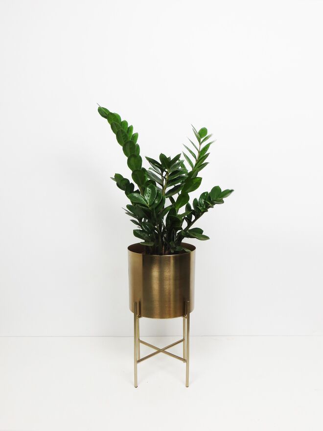 Planta-da-sorte (Zamioculcas zamiifolia), €22, à venda na Plantome