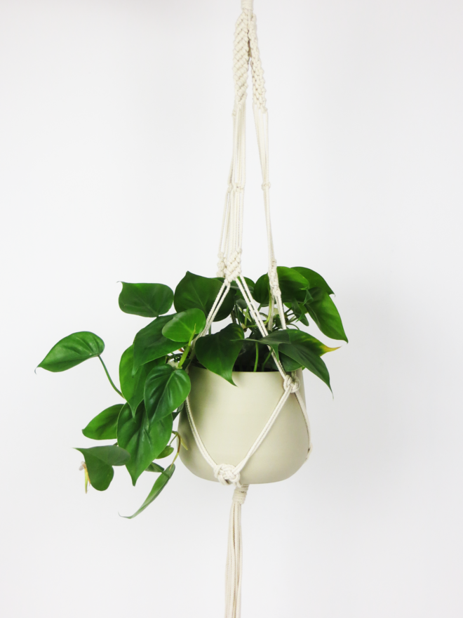 Planta Filodendro (Philodendron scandens), €8,50, à venda na Plantome