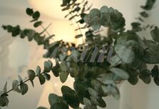 Plantas em casa? Sim, mas só nestes locais