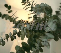 Plantas em casa? Sim, mas só nestes locais