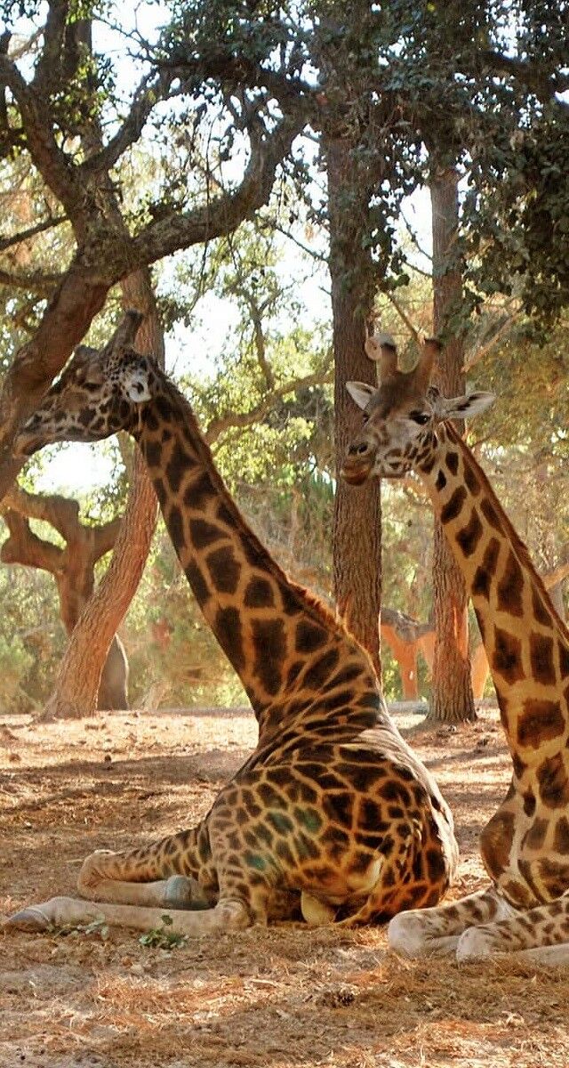 Safari VIP, € 79 (por pessoa), Badoca Safari Park.