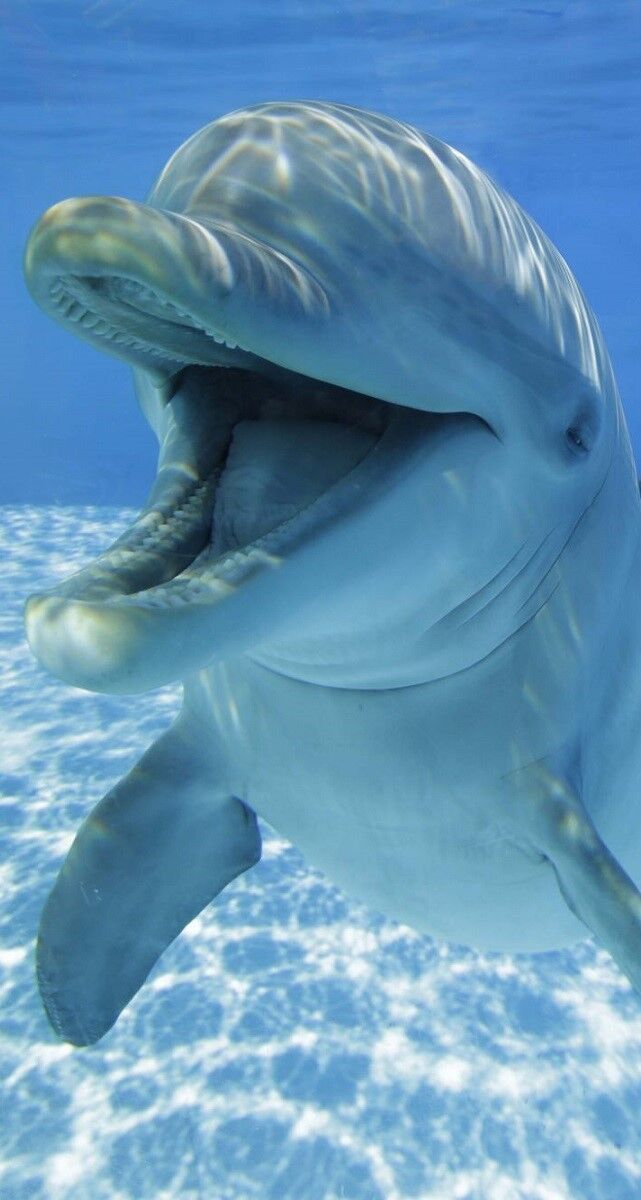 Dolphin Emotions Encounter, conhecer de perto os golfinhos (a partir dos 6 anos), € 107, Zoomarine.