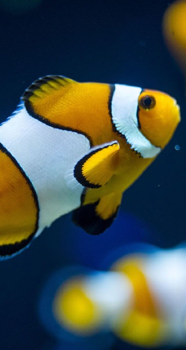 Visita ao Oceanário em família, € 47 (inclui dois bilhetes dos 13 aos 64 anos e dois bilhetes dos 4 aos 12), Oceanário.