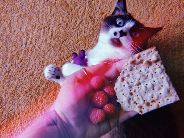 O meu gato a espreitar os meus snacks