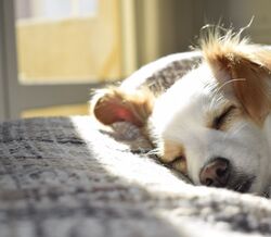 Cães. Deve mesmo dormir com o seu? O que diz a ciência
