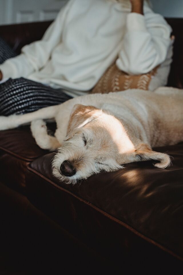 Cão a dormir com a dona no sofá.