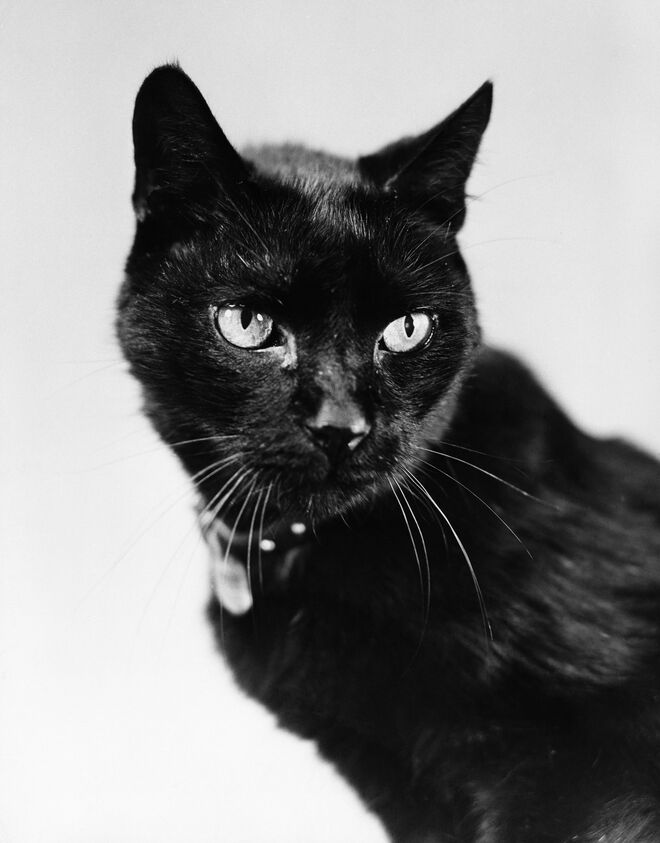 Retrato de um gato preto, 1936