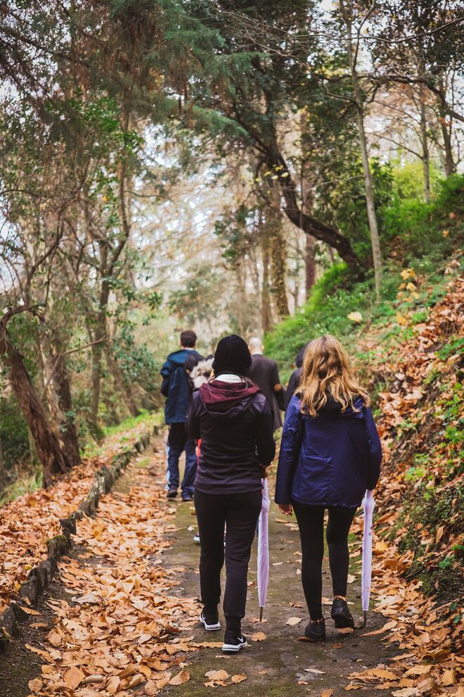 Caminhadas pela floresta