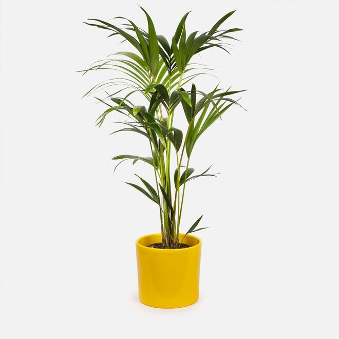 Planta Xl-Foster, €57, Colvin
