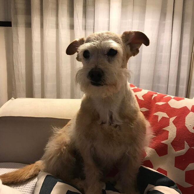 O antigo cão de Rosângela, Thor