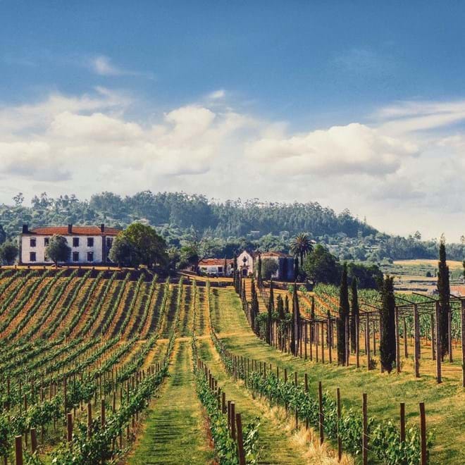 Atualmente são o maior produtor de vinho verde da Adega Cooperativa de Ponte Lima - 700 toneladas de uva, principalmente da casta Loureiro e Vinhão.