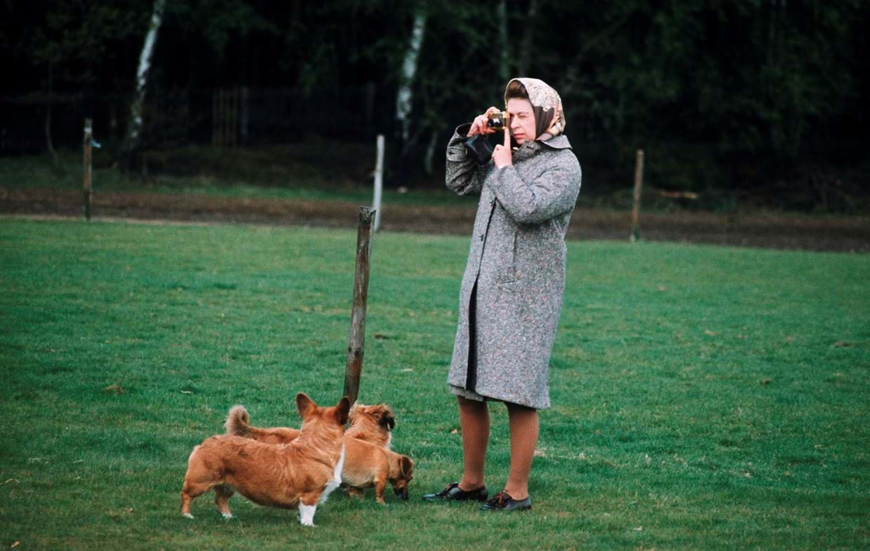 Isabel II tira fotografias aos seus Corgi no Windsor Park em 1960.