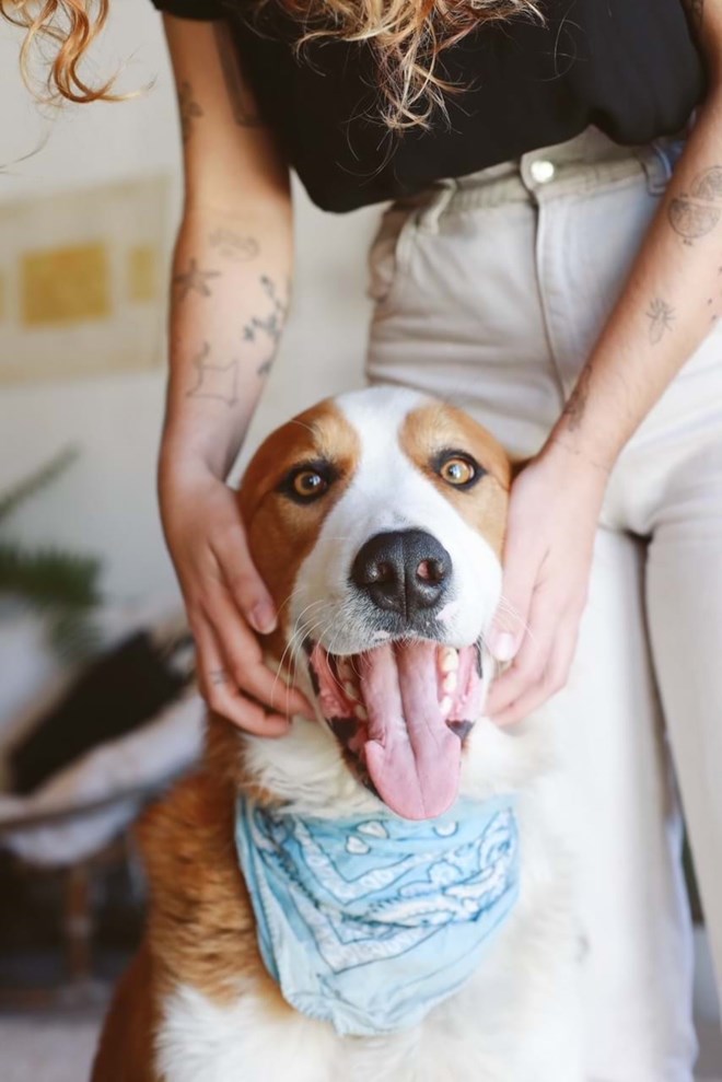 Um dos cães da tatuadora, que está sempre no estúdio.