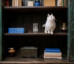 Cão ou gato: como escolher o animal de companhia?