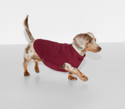 Afinal, os cães sentem frio? E precisam mesmo de ser vestidos?