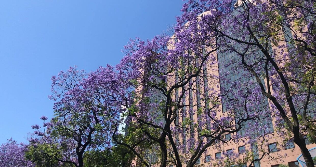 O movimento contra o abate dos jacarandás originou a maior petição da história de Lisboa