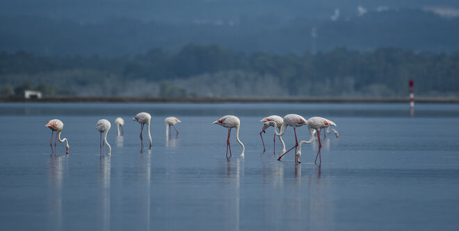 Flamingos discretos na ria de Aveiro, um tesouro natural perto da Tijosa eco-house camp