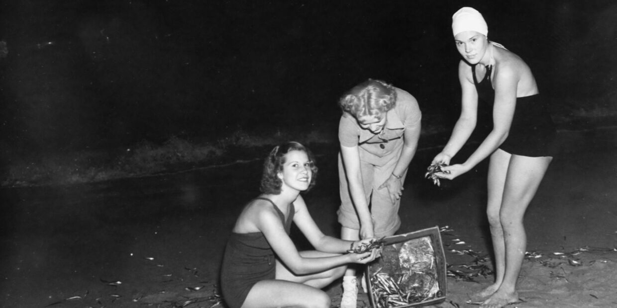 A sardinha, ícone da cultura portuguesa, presente em festas e arraiais