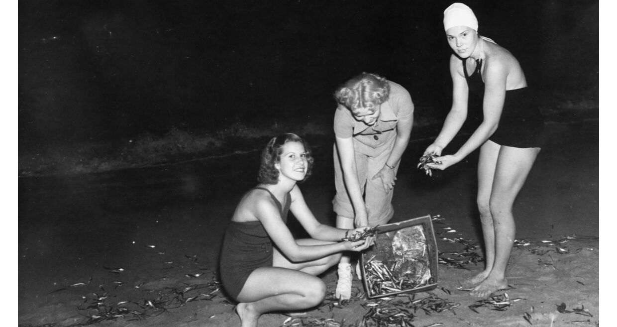 A sardinha, ícone da cultura portuguesa, presente em festas e arraiais
