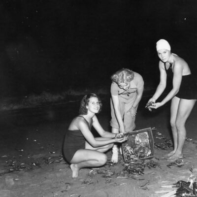 A sardinha, ícone da cultura portuguesa, presente em festas e arraiais