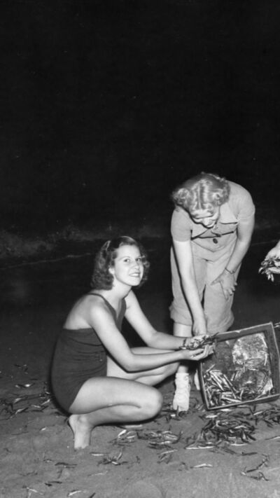 A sardinha, ícone da cultura portuguesa, presente em festas e arraiais