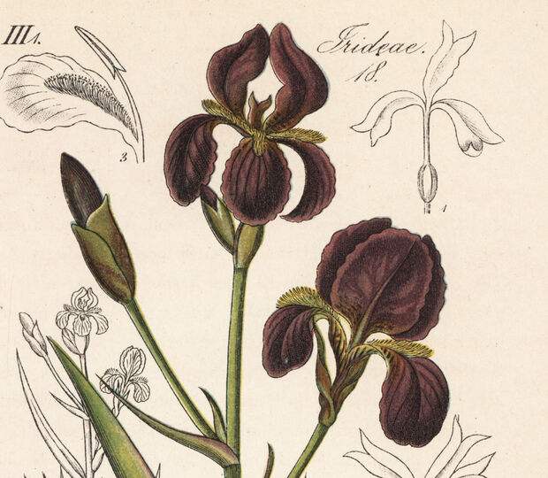 Swiss Perfection inspira-se na ciência da regeneração de uma flor