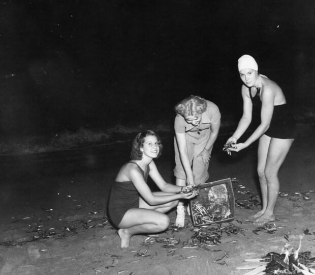 A sardinha, ícone da cultura portuguesa, presente em festas e arraiais